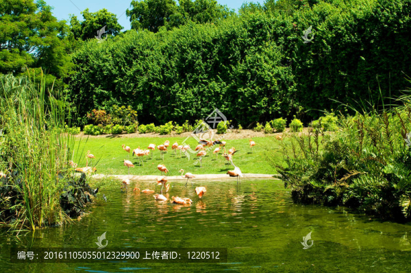 粉紅色的火烈鳥在明亮的夏天