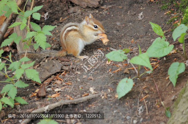 花栗鼠