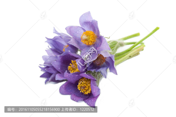 洋白頭翁