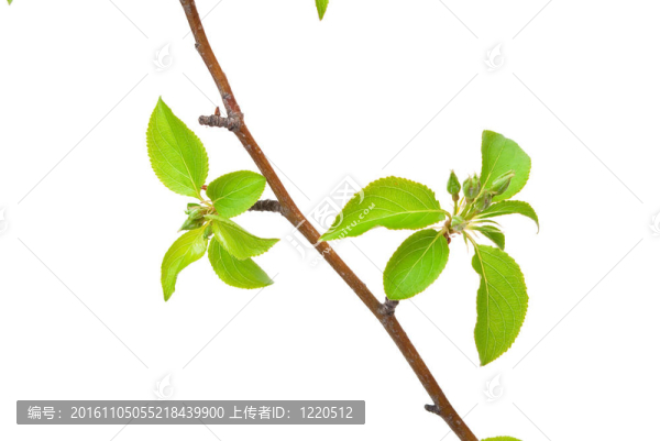 蘋果枝，白色的芽上有白色的芽