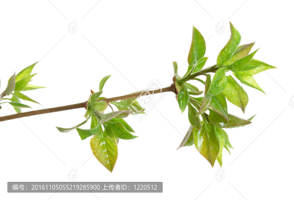 滴水枝紫丁香樹