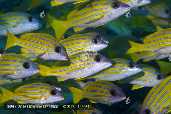 黃propical魚學(xué)校。