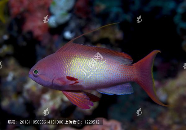 印度洋的熱帶魚。