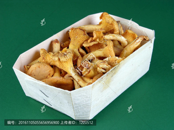 雞油菌