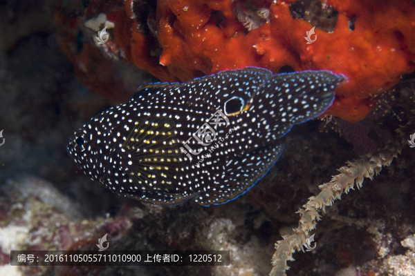 黑斑魚。