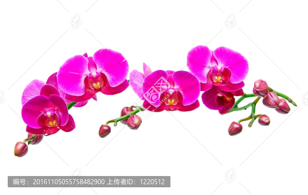 蝴蝶蘭，美麗的蘭花孤立在白色背景。