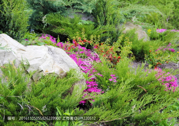 針葉植物園