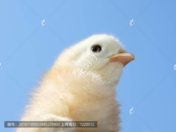 小淡黃色雞
