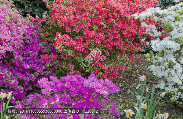 杜鵑花
