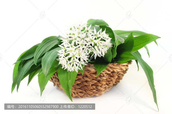 野蒜