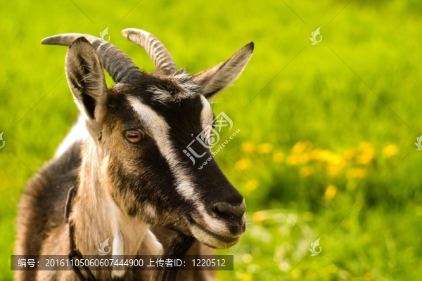 山羊