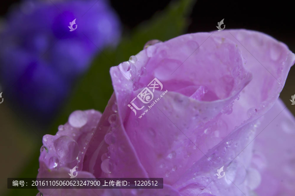粉紅色的玫瑰
