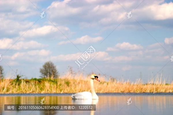 天鵝