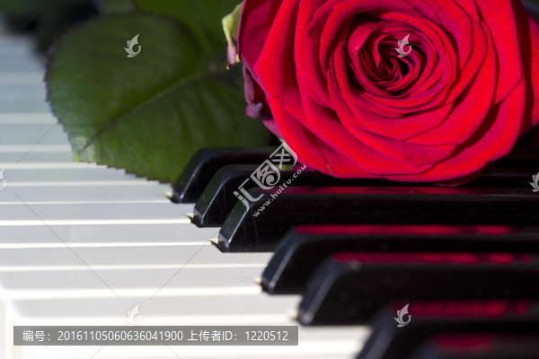 帶有玫瑰的鍵盤