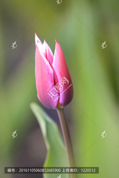 郁金香花蕾