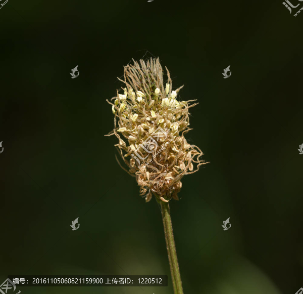 ribwort車前草的花