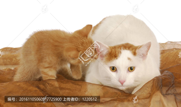 貓和小貓