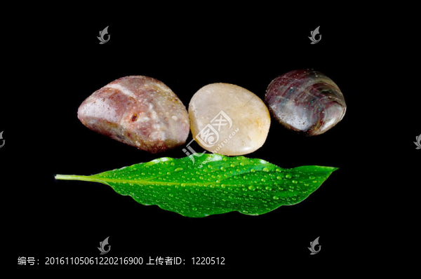 石頭和綠葉