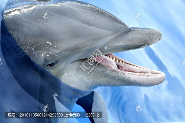 海豚的輪廓