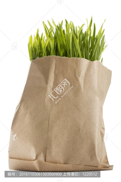 有機(jī)小麥草
