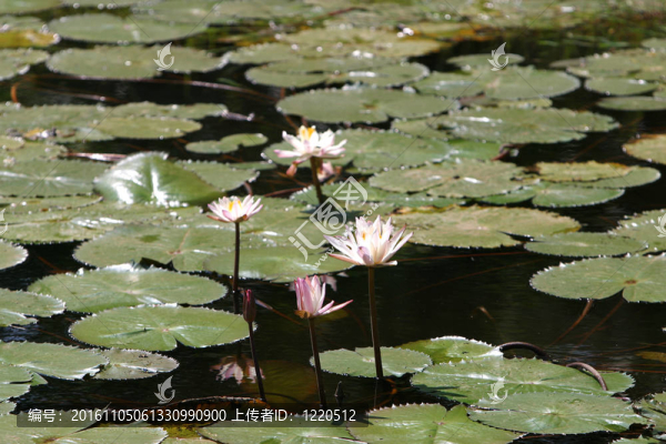 印度水百合