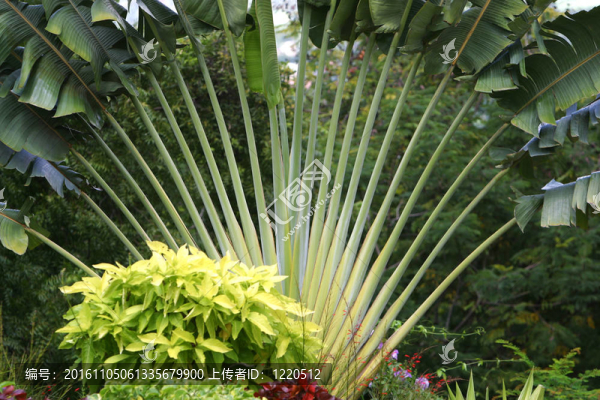 印度香蕉樹