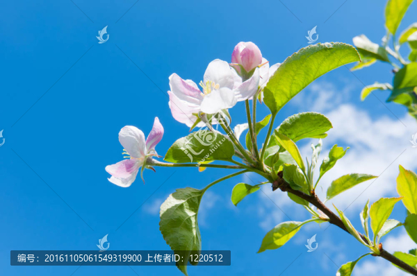 蘋果花