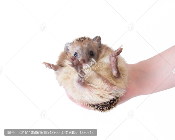 刺猬在手