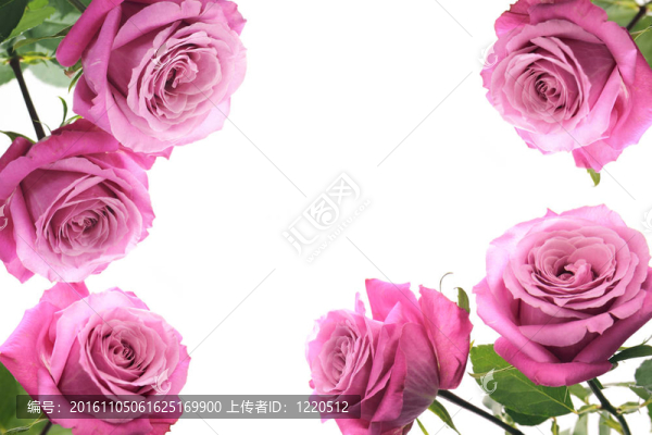 薔薇架