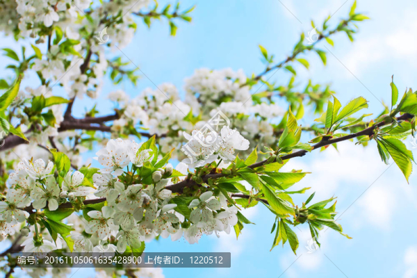 藍(lán)天背景下春天開花的櫻花樹