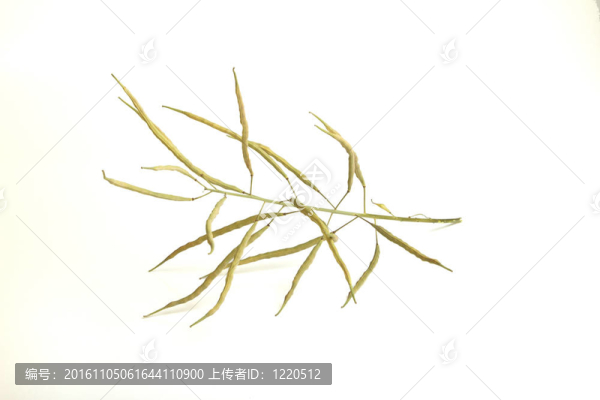 成熟的油菜莢