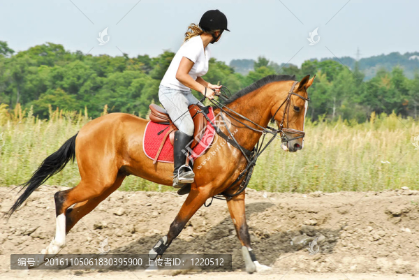 女孩騎著Akhal,Teke,horse
