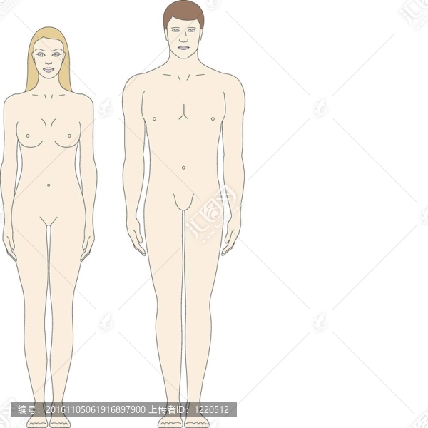 男性和女性身體模板