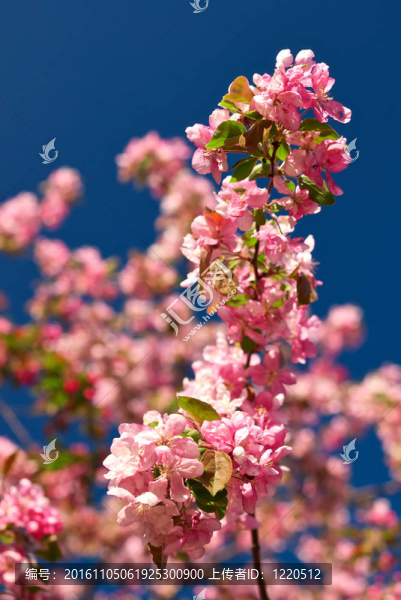 蘋果花，藍色的天空