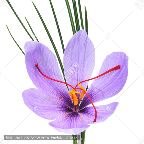 番紅花的花