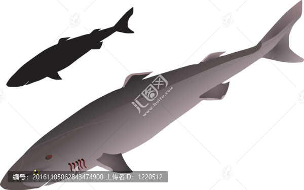 格陵蘭島大鯊魚(yú)