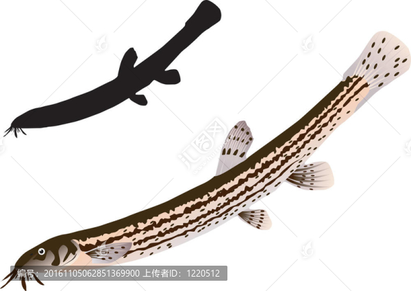 向量的泥鰍