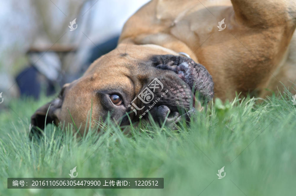 斗牛獒犬