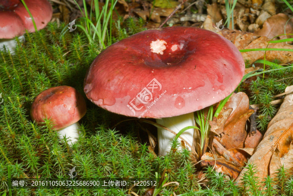 香菇紅菇2