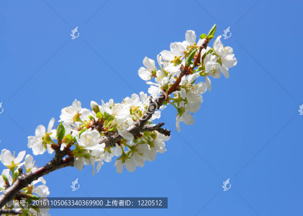蘋果花特寫。白色的花