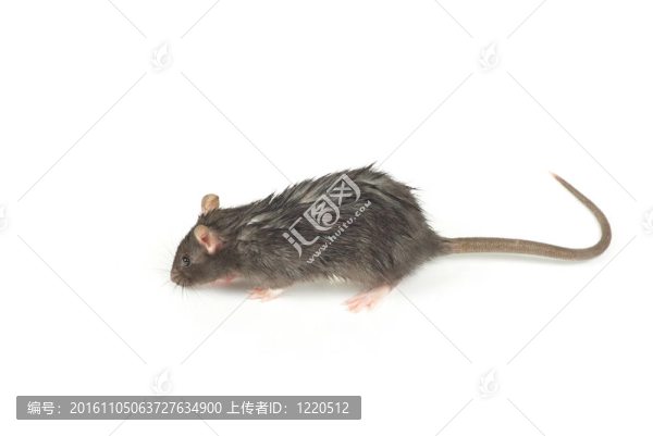 老鼠