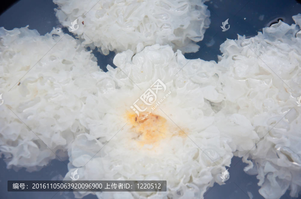 水里的蘑菇