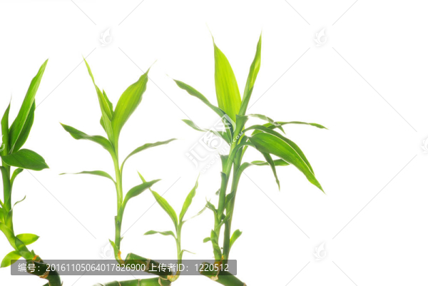 竹