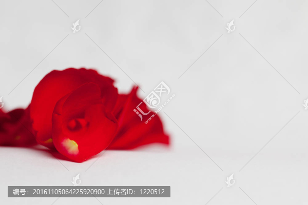 紅玫瑰的花瓣