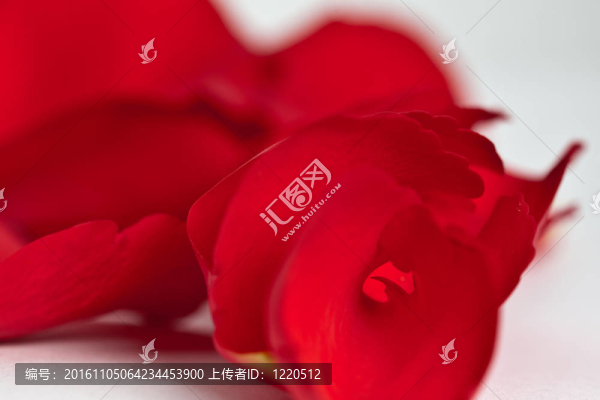 紅玫瑰的花瓣