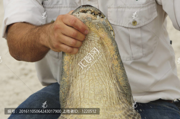 鱷魚(yú)