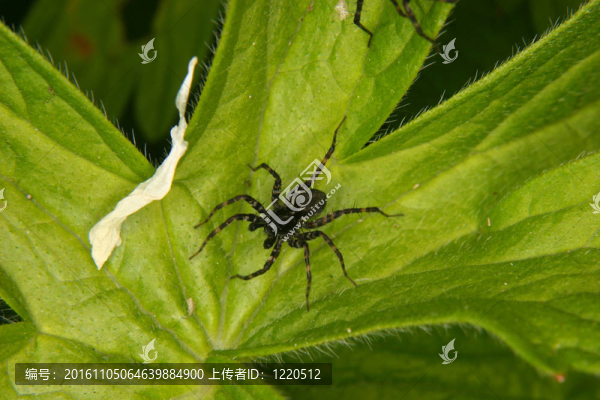 狼蛛（Pardosa,lugubris）