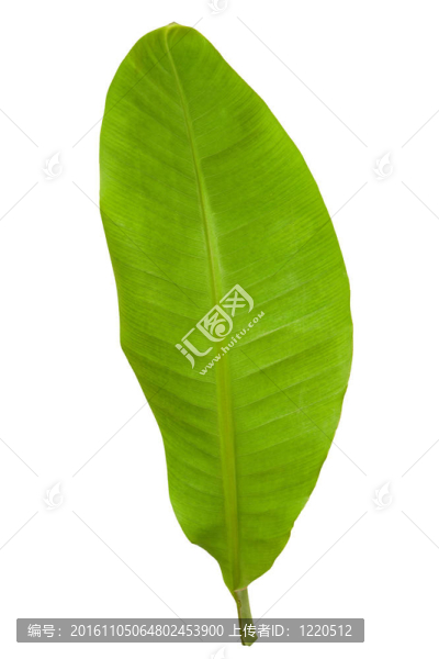 鮮綠香蕉葉
