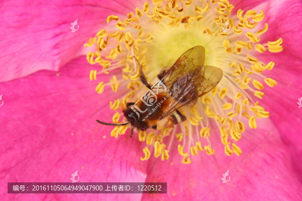 蜜蜂