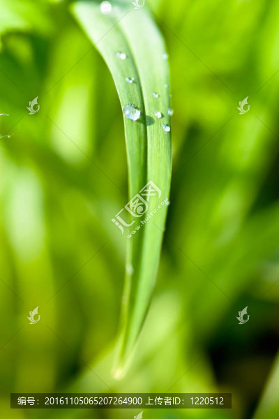 露珠